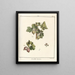 Treatise on Fruit Trees Pl41 - Henri-Louis Duhamel du Monceau — framed artwork on a wall
