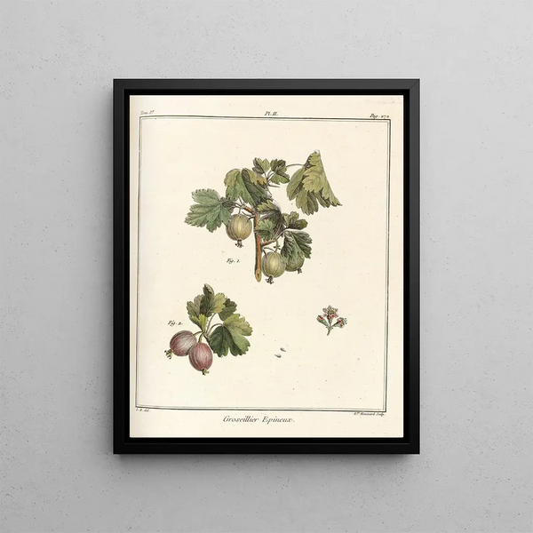 Treatise on Fruit Trees Pl41 - Henri-Louis Duhamel du Monceau — framed artwork on a wall