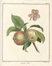 Treatise on Fruit Trees Pl42 - Henri-Louis Duhamel du Monceau — artwork view