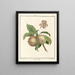 Treatise on Fruit Trees Pl42 - Henri-Louis Duhamel du Monceau — framed artwork on a wall