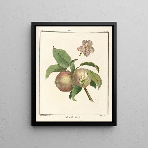 Treatise on Fruit Trees Pl42 - Henri-Louis Duhamel du Monceau — framed artwork on a wall