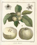 Traité des arbres fruitiers Pl43 - Henri-Louis Duhamel du Monceau — artwork view