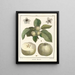 Traité des arbres fruitiers Pl43 - Henri-Louis Duhamel du Monceau — framed artwork on a wall