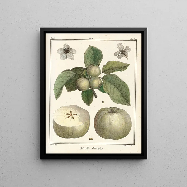Traité des arbres fruitiers Pl43 - Henri-Louis Duhamel du Monceau — framed artwork on a wall