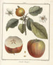 Treatise on Fruit Trees Pl44 - Henri-Louis Duhamel du Monceau — artwork view
