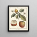Treatise on Fruit Trees Pl44 - Henri-Louis Duhamel du Monceau — framed artwork on a wall