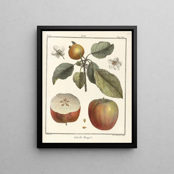 Treatise on Fruit Trees Pl44 - Henri-Louis Duhamel du Monceau — framed artwork on a wall