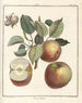 Treatise on Fruit Trees Pl45 - Henri-Louis Duhamel du Monceau — artwork view