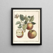 Treatise on Fruit Trees Pl45 - Henri-Louis Duhamel du Monceau — framed artwork on a wall