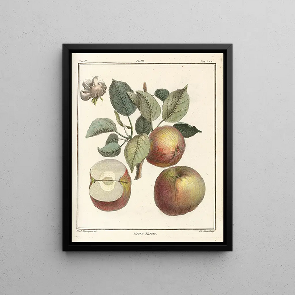 Treatise on Fruit Trees Pl45 - Henri-Louis Duhamel du Monceau — framed artwork on a wall