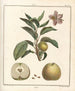 Traité des arbres fruitiers Pl46 - Henri-Louis Duhamel du Monceau — artwork view