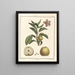 Traité des arbres fruitiers Pl46 - Henri-Louis Duhamel du Monceau — framed artwork on a wall