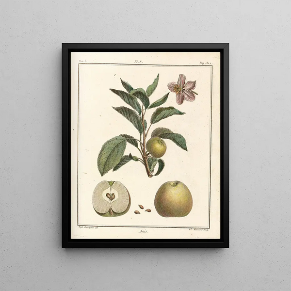 Traité des arbres fruitiers Pl46 - Henri-Louis Duhamel du Monceau — framed artwork on a wall