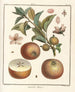 Treatise on Fruit Trees Pl47 - Henri-Louis Duhamel du Monceau — artwork view