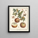 Treatise on Fruit Trees Pl47 - Henri-Louis Duhamel du Monceau — framed artwork on a wall