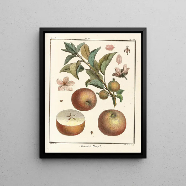 Treatise on Fruit Trees Pl47 - Henri-Louis Duhamel du Monceau — framed artwork on a wall