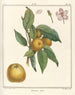 Treatise on Fruit Trees Pl48 - Henri-Louis Duhamel du Monceau — artwork view