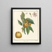 Treatise on Fruit Trees Pl48 - Henri-Louis Duhamel du Monceau — framed artwork on a wall