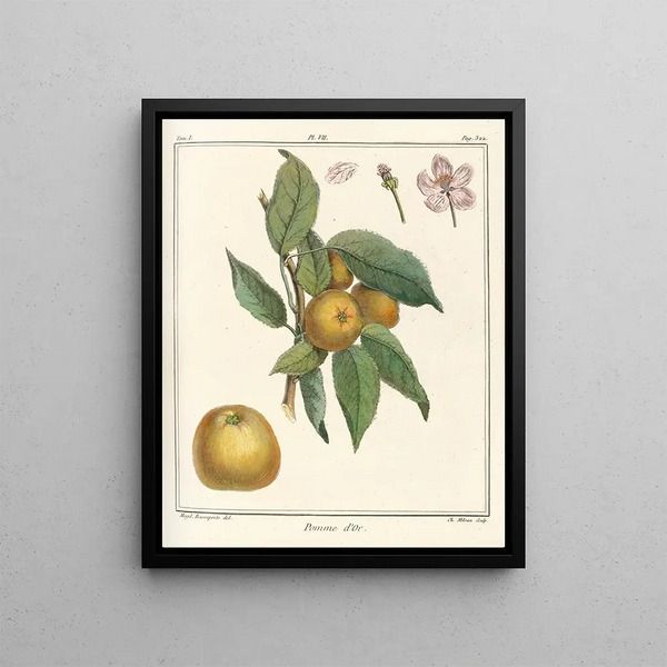 Treatise on Fruit Trees Pl48 - Henri-Louis Duhamel du Monceau — framed artwork on a wall