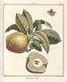 Treatise on Fruit Trees Pl49 - Henri-Louis Duhamel du Monceau — artwork view