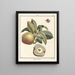 Treatise on Fruit Trees Pl49 - Henri-Louis Duhamel du Monceau — framed artwork on a wall