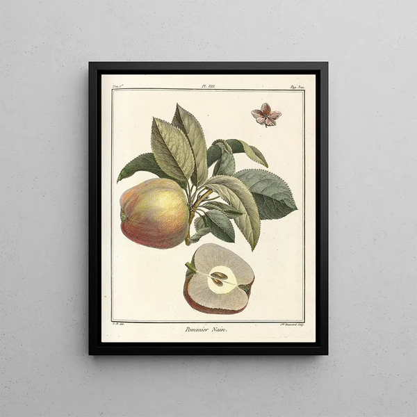 Treatise on Fruit Trees Pl49 - Henri-Louis Duhamel du Monceau — framed artwork on a wall
