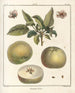 Treatise on Fruit Trees Pl50 - Henri-Louis Duhamel du Monceau — artwork view