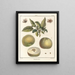 Treatise on Fruit Trees Pl50 - Henri-Louis Duhamel du Monceau — framed artwork on a wall