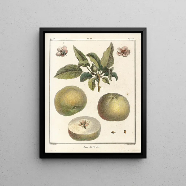 Treatise on Fruit Trees Pl50 - Henri-Louis Duhamel du Monceau — framed artwork on a wall