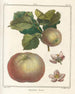 Treatise on Fruit Trees Pl51 - Henri-Louis Duhamel du Monceau — artwork view