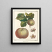 Treatise on Fruit Trees Pl51 - Henri-Louis Duhamel du Monceau — framed artwork on a wall