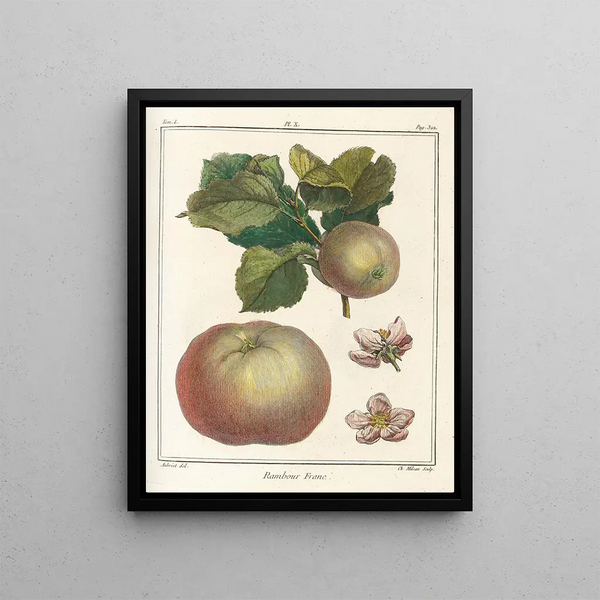 Treatise on Fruit Trees Pl51 - Henri-Louis Duhamel du Monceau — framed artwork on a wall
