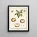 Treatise on Fruit Trees Pl52 - Henri-Louis Duhamel du Monceau — framed artwork on a wall