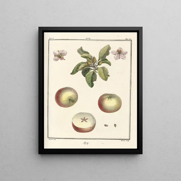 Treatise on Fruit Trees Pl52 - Henri-Louis Duhamel du Monceau — framed artwork on a wall