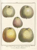 Treatise on Fruit Trees Pl53 - Henri-Louis Duhamel du Monceau — artwork view