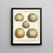 Treatise on Fruit Trees Pl53 - Henri-Louis Duhamel du Monceau — framed artwork on a wall