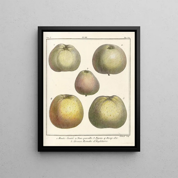 Treatise on Fruit Trees Pl53 - Henri-Louis Duhamel du Monceau — framed artwork on a wall