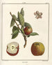 Treatise on Fruit Trees Pl54 - Henri-Louis Duhamel du Monceau — artwork view