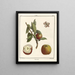 Treatise on Fruit Trees Pl54 - Henri-Louis Duhamel du Monceau — framed artwork on a wall