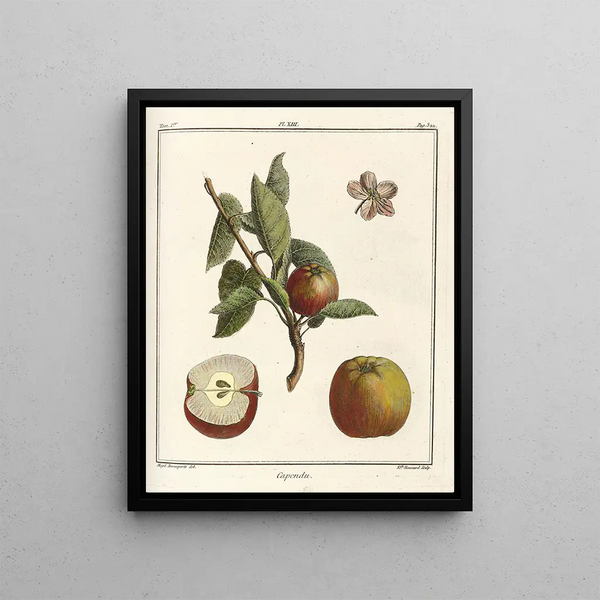 Treatise on Fruit Trees Pl54 - Henri-Louis Duhamel du Monceau — framed artwork on a wall