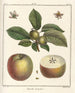 Treatise on Fruit Trees Pl55 - Henri-Louis Duhamel du Monceau — artwork view