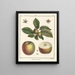 Treatise on Fruit Trees Pl55 - Henri-Louis Duhamel du Monceau — framed artwork on a wall