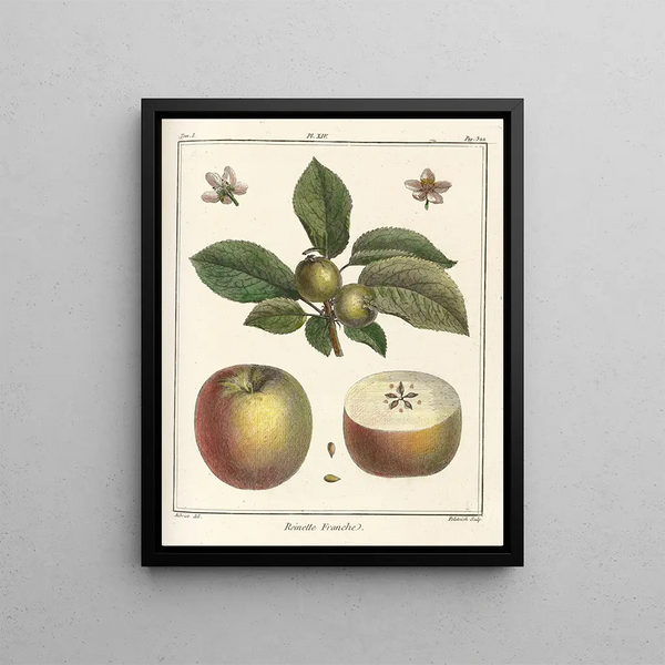 Treatise on Fruit Trees Pl55 - Henri-Louis Duhamel du Monceau — framed artwork on a wall