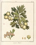Treatise on Fruit Trees Pl56 - Henri-Louis Duhamel du Monceau — artwork view