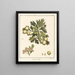 Treatise on Fruit Trees Pl56 - Henri-Louis Duhamel du Monceau — framed artwork on a wall