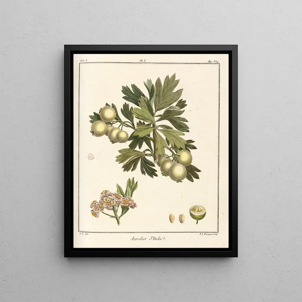 Treatise on Fruit Trees Pl56 - Henri-Louis Duhamel du Monceau — framed artwork on a wall