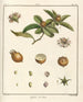 Treatise on Fruit Trees Pl57 - Henri-Louis Duhamel du Monceau — artwork view