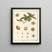 Treatise on Fruit Trees Pl57 - Henri-Louis Duhamel du Monceau — framed artwork on a wall