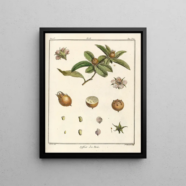 Treatise on Fruit Trees Pl57 - Henri-Louis Duhamel du Monceau — framed artwork on a wall