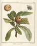 Treatise on Fruit Trees Pl58 - Henri-Louis Duhamel du Monceau — artwork view